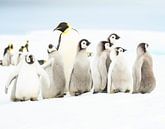 Pinguïn-kleuterklasje by Sietske Ebus-Mulders thumbnail