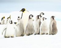 Pinguïn-kleuterklasje