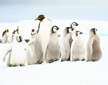 Pinguïn-kleuterklasje sur Sietske Ebus-Mulders