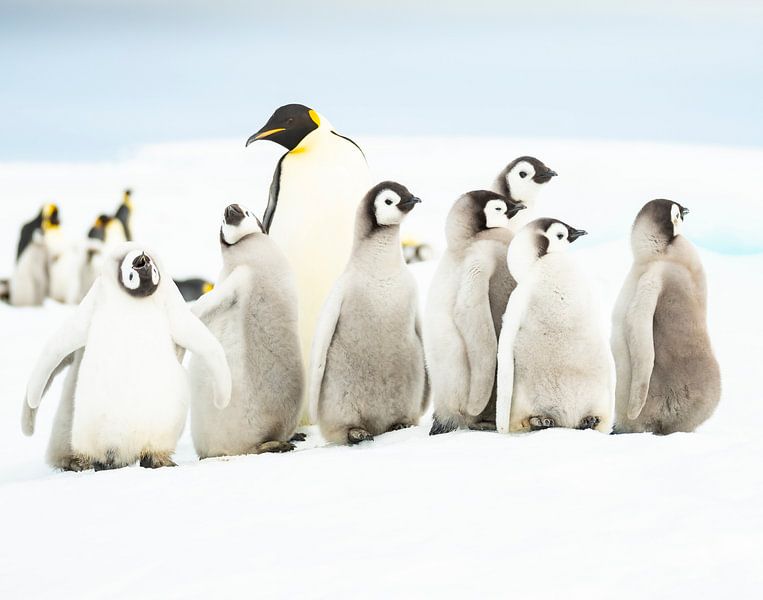 Pinguïn-kleuterklasje par Sietske Ebus-Mulders