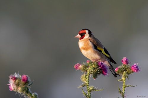 Putter in het weiland op een Distel