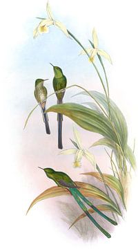 Bogota treindrager, John Gould van Hummingbirds