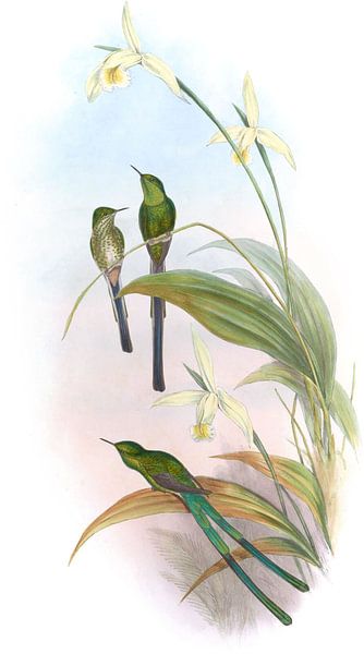 Bogota Train-bearer, John Gould by Hummingbirds