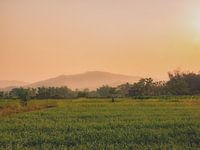 Reisfelder in Vietnam, Asien