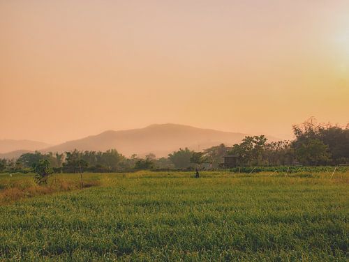 Reisfelder in Vietnam, Asien