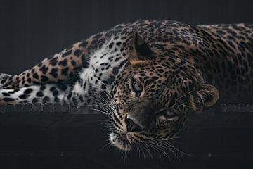 Panther von Maurice Cobben