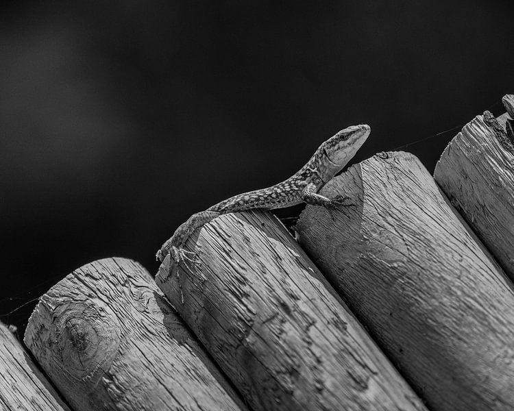 Le Gekko dans BNW par Martijn Jebbink Photography