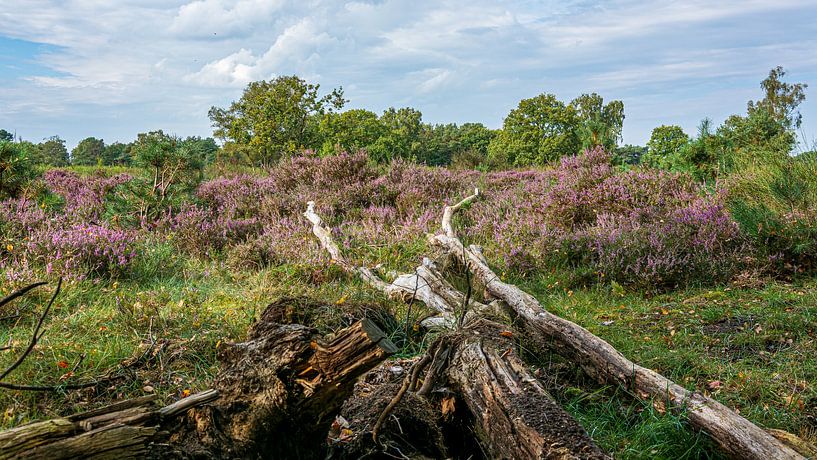 West Heath by Peter Veerman