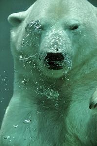 Close-up van zwemmende ijsbeer van Atelier Liesjes