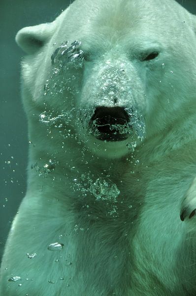 Gros plan d'un ours polaire nageant par Atelier Liesjes