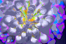 Flower Balls van De Rover