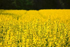 Koolzaad van Thomas Jäger