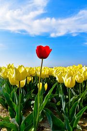 Oude-Tonge. by PEEQ.