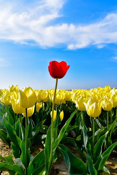 Oude-Tonge. von PEEQ.