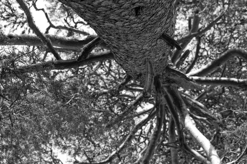 Oude Boom par Jeanine den Engelsman