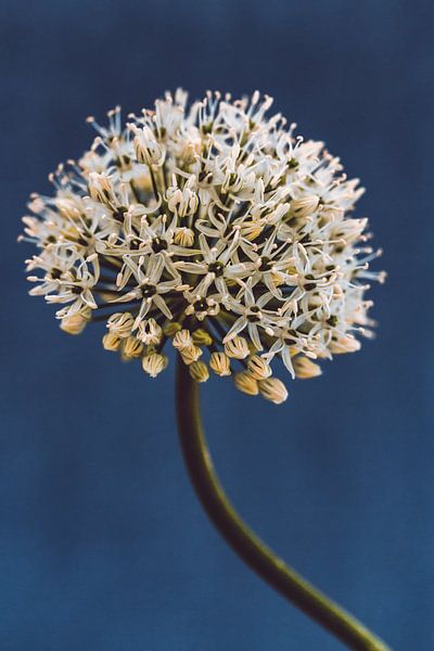 Allium, nachtblau von Aminda