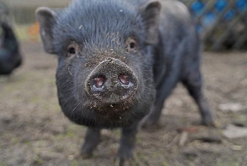 1 jaar oude minivarkens in de tuin