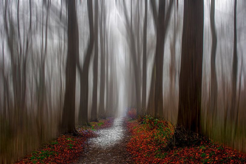 Forest castle Stein by Anita Martin, AnnaPileaFotografie