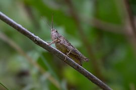 Swamp locust-ppo by Marion van Limpt