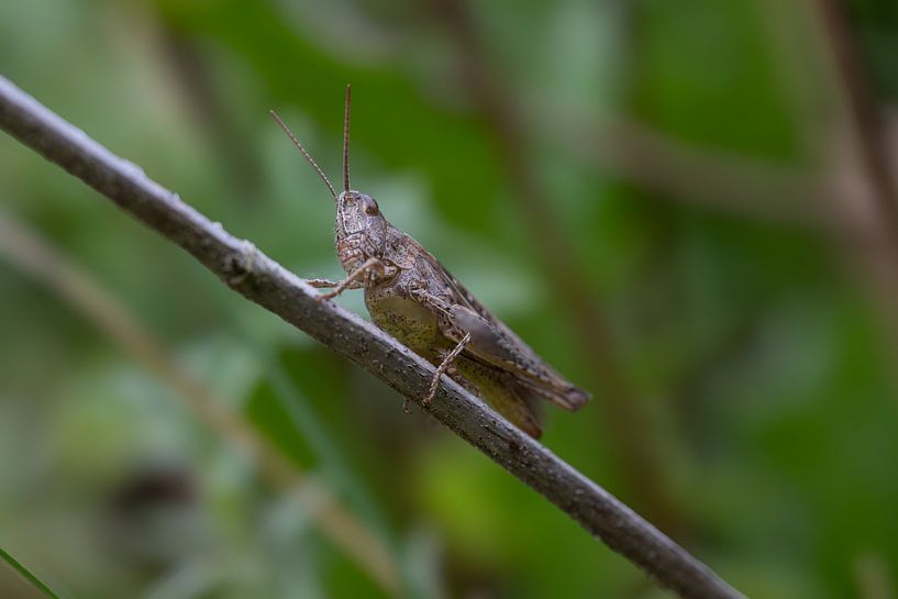 Sumpfheuschrecke-ppo von Marion van Limpt
