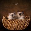 Twee kittens in mand van Special Moments MvL