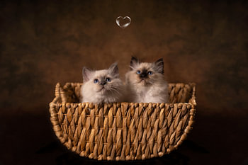 Twee kittens in mand