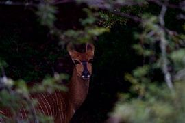 Reh im Wald von Martin Berl