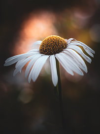 White Sun Hat in the Evening Light by Adje Photography