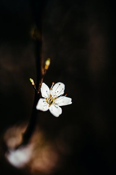 Blossom by Floor Schreurs