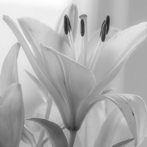 Fleur en noir et blanc