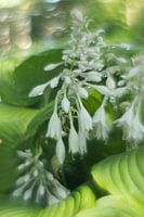 Hosta la fiesta