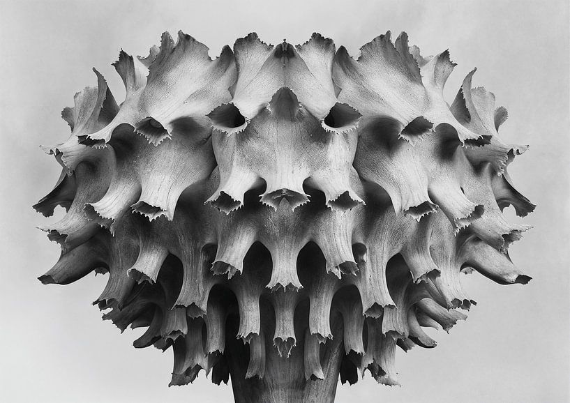 Blumen Schwarz und Weiß - Floral 6 von Sander Hupkes