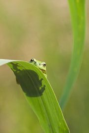 Tree frog on leaf of a reed stem in green by Jeroen Stel