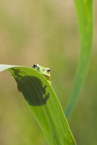 Boomkikker op blad van een rietstengel in het groen