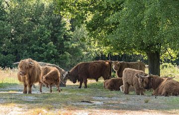 Les Highlanders écossais à l'ombre sur Ans Bastiaanssen