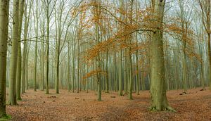 Automne sur l'Achterwei à Beetsterzwaag Opsterland Friesland