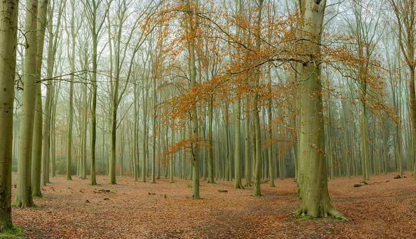 Autumn on the Achterwei in Beetsterzwaag Opsterland Friesland by Ad Huijben