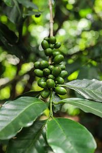 Coffee plant by Cre8yourstory