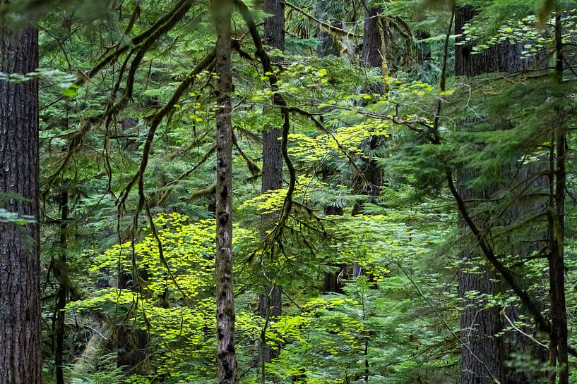 Wald im Ohanapecosh-Gebiet des Mount Rainier National Park, Washington, USA von Jeroen van Deel