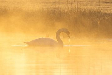 Der Schwan von WILBERT HEIJKOOP photography