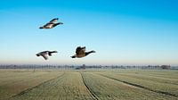 Vliegende ganzen boven weids polder landschap van Gerard Wielenga thumbnail