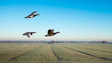 Vliegende ganzen boven weids polder landschap van Gerard Wielenga