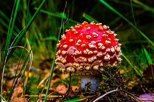 agaric de mouche dans la forêt