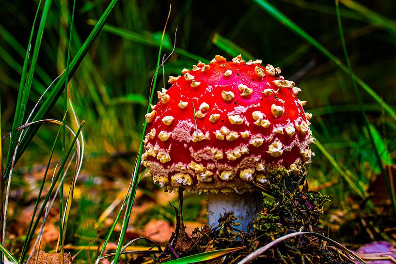fly agaric in the forest by Bas Maas
