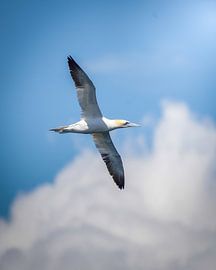 Jan van Gent in flight by Tom Zwerver