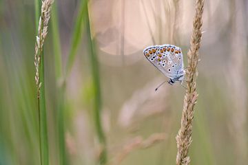 Bruin blauwtje van Jan Jongejan