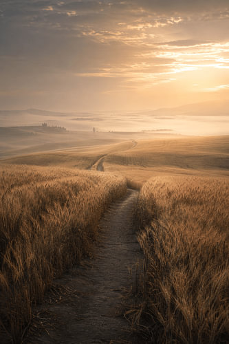 Golden Path – Fine Art: Golden Cornfields at Sunrise