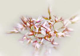 Blooming Grass by Caroline Lichthart