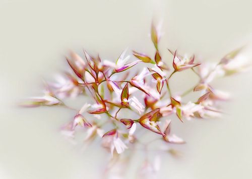 Blooming Grass (Bloeiend Gras)