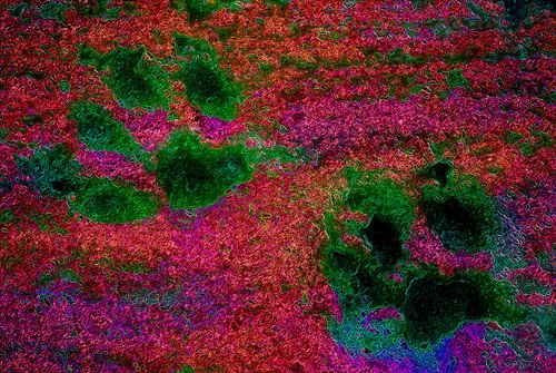 Paw Prints Rood Gloed